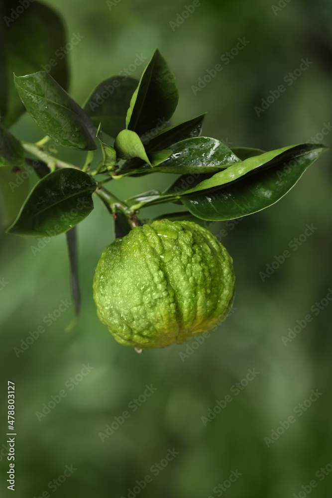 Closeup view of bergamot tree with fruit outdoors Closeup view of bergamot tree with fruit outdoors