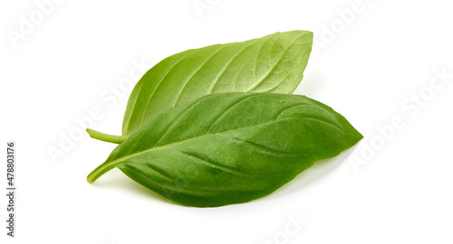 Basil isolated. Basil leaf on white. Close-up.