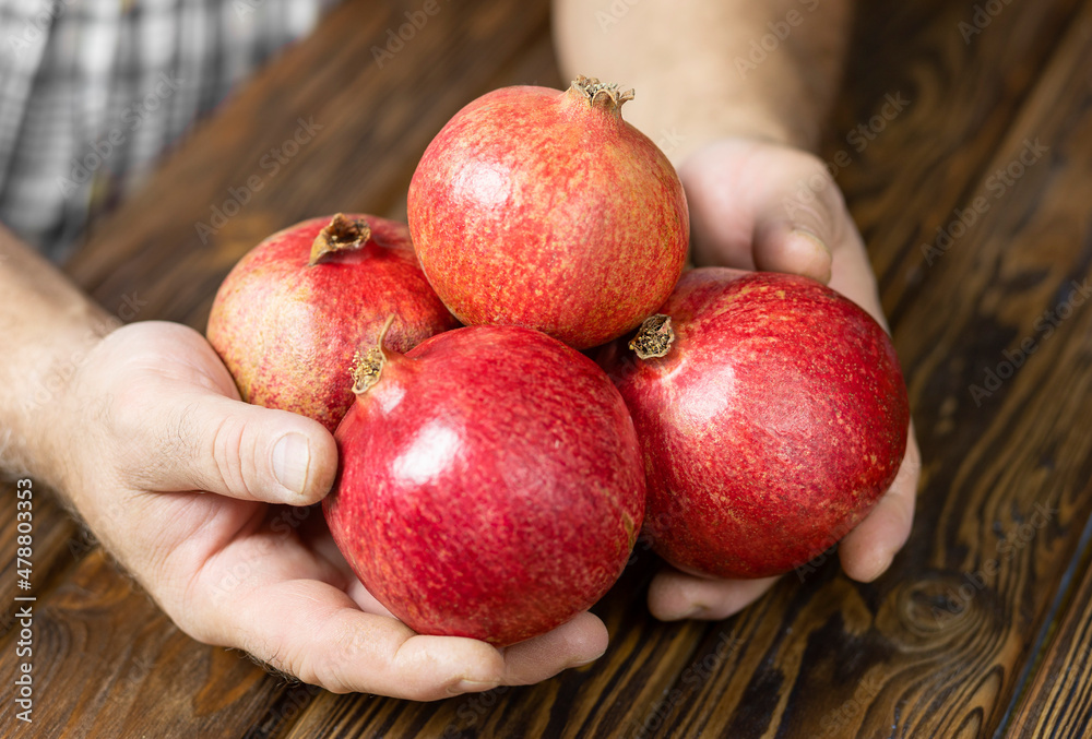 custom made wallpaper toronto digitalA man holds the fruits of a red pomegranate in his hands. Close-up, soft focus.