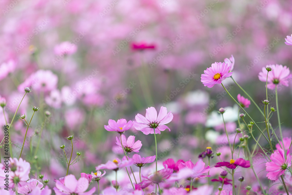 cosmos flowers field and copy space bright day cosmos flowers field and copy space bright day