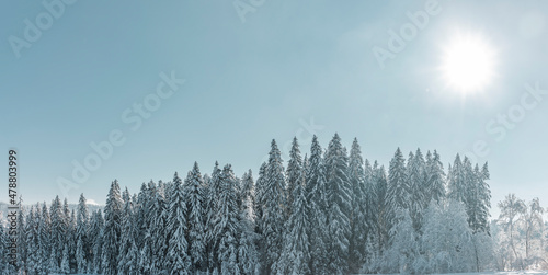 Sonne   ber verschneitem Tannenwald