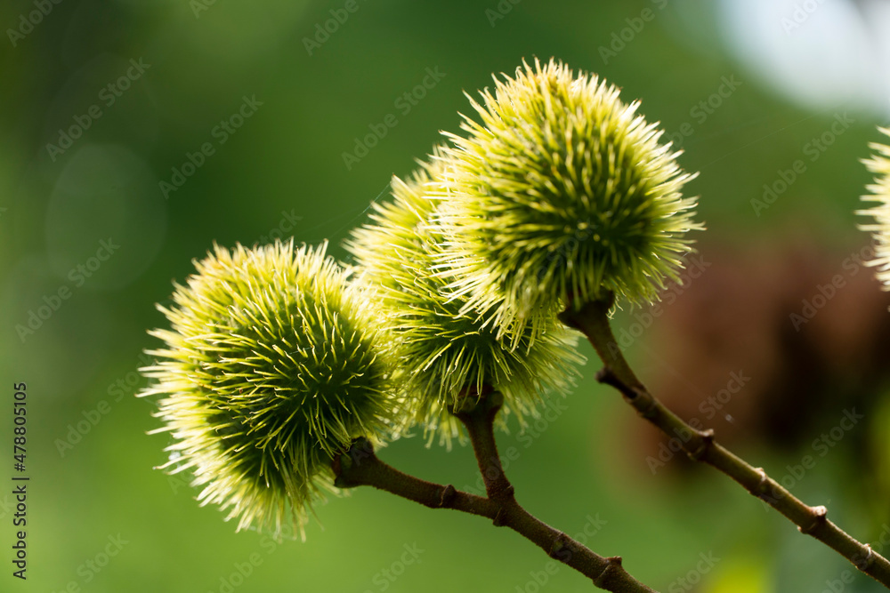 Castanea sativa, el castaño, es un árbol que pertenece a la familia de las fagáceas, cuyo fruto, la castaña, es comestible y fue una importante fuente alimenticia, en particular en algunas regiones de Castanea sativa, el castaño, es un árbol que pertenece a la familia de las fagáceas, cuyo fruto, la castaña, es comestible y fue una importante fuente alimenticia, en particular en algunas regiones de