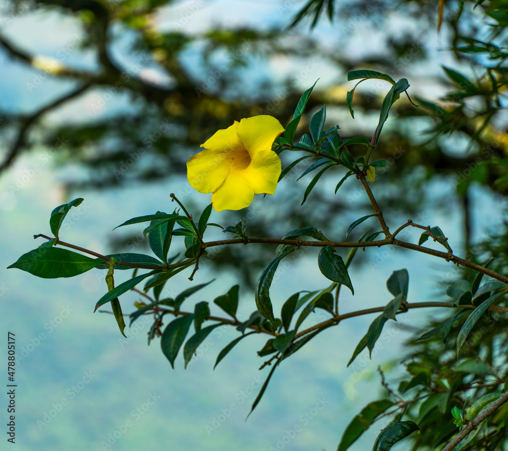 Foto de Allamanda cathartica, llamada jazmín de Cuba,1​ trompeta amarilla o  flor de mantequilla, es una especie vegetal de la familia Apocynaceae. Es  nativa de Brasil. do Stock | Adobe Stock