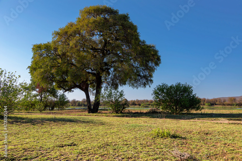 Large tree next to waterhole in Kruger NP