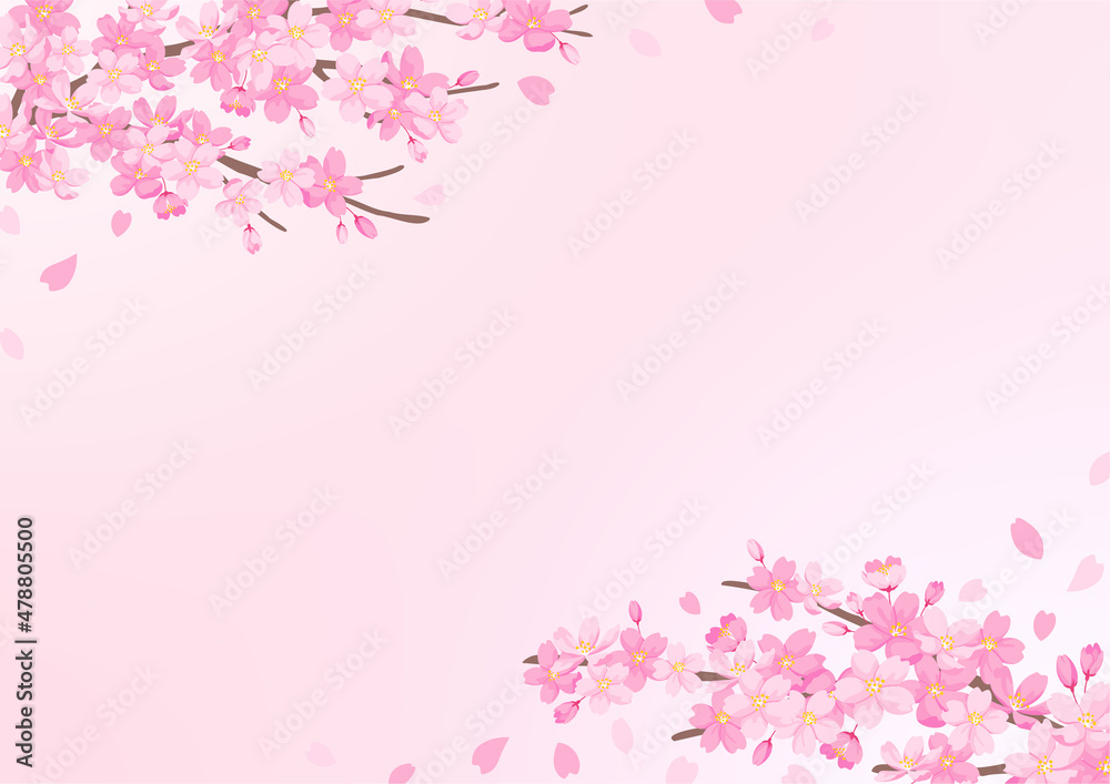 桜の花のイラスト　背景デザイン