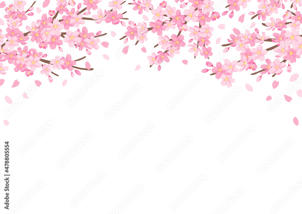 桜の花のイラスト 背景デザイン 白背景