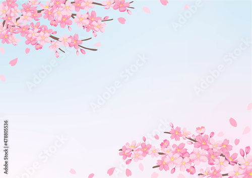 桜の花のイラスト 背景デザイン ピンクと青のグレデーション背景 春の風景