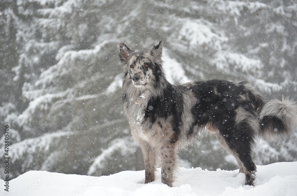 Naklejka premium a dog looks like an wolf