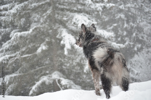 a dog on the top of the mountain