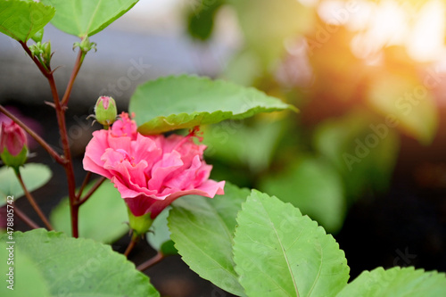 Nature view of red flowers on blurred background in forest. Leave space for letters, Focus on leaf and shallow depth of field.