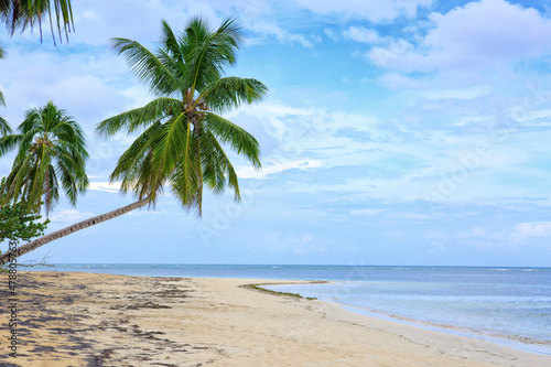 Caribbean sea and green palm tree. Summer sea landscape .