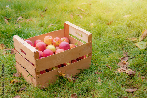 apple box