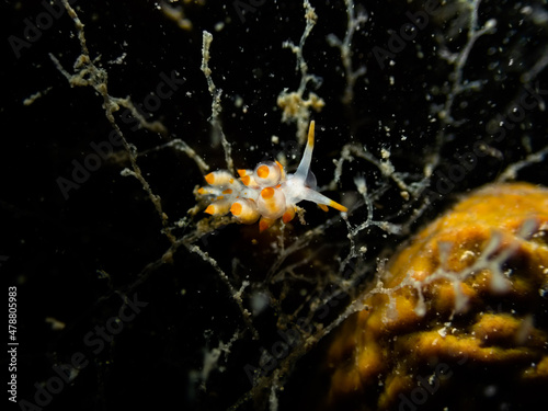 Sea slug, Mediterranean nudibranch Amphorina andra (Eubranchus farrani andra) Korshunova