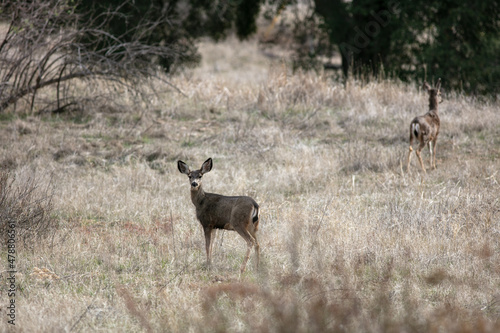 Mule Deer in the California Dry Hills Foraging for Food in the Grass and Browsing in the Field