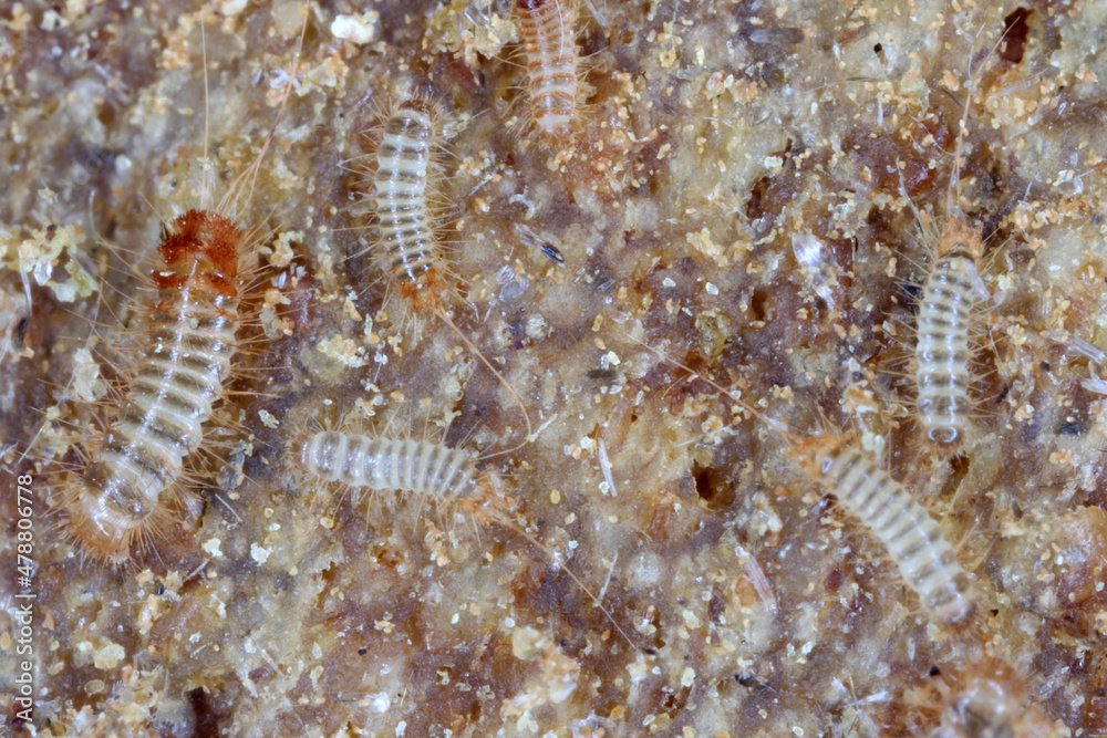 Larvae of Trogoderma glabrum is the skin beetles in the family