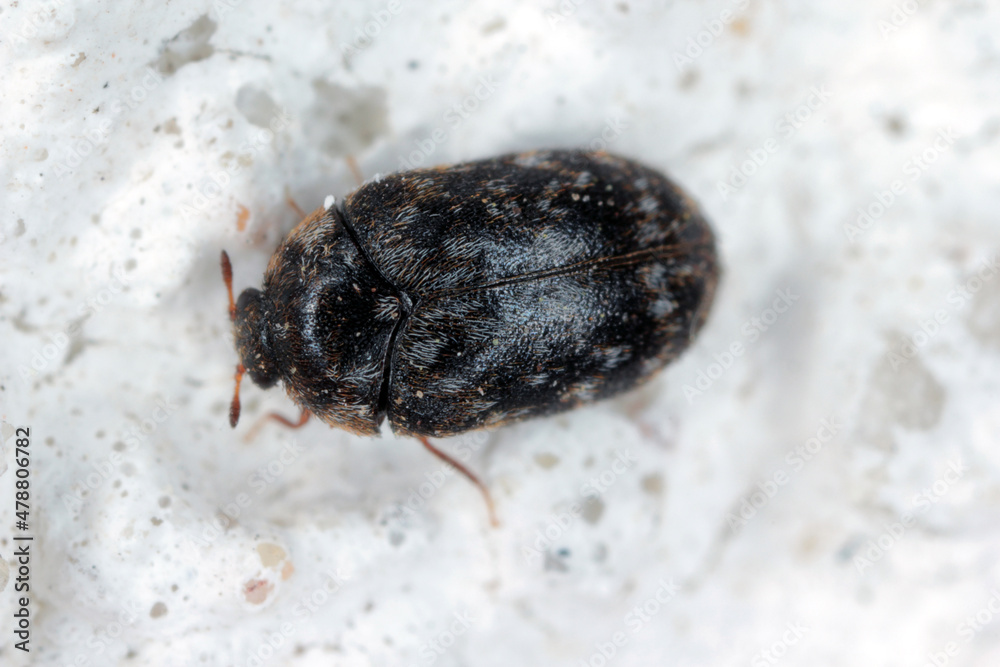 Feale of Trogoderma glabrum from the family Dermestidae a skin beetles. It is a dangerous pest of stored animal and plant products. Feale of Trogoderma glabrum from the family Dermestidae a skin beetles. It is a dangerous pest of stored animal and plant products.