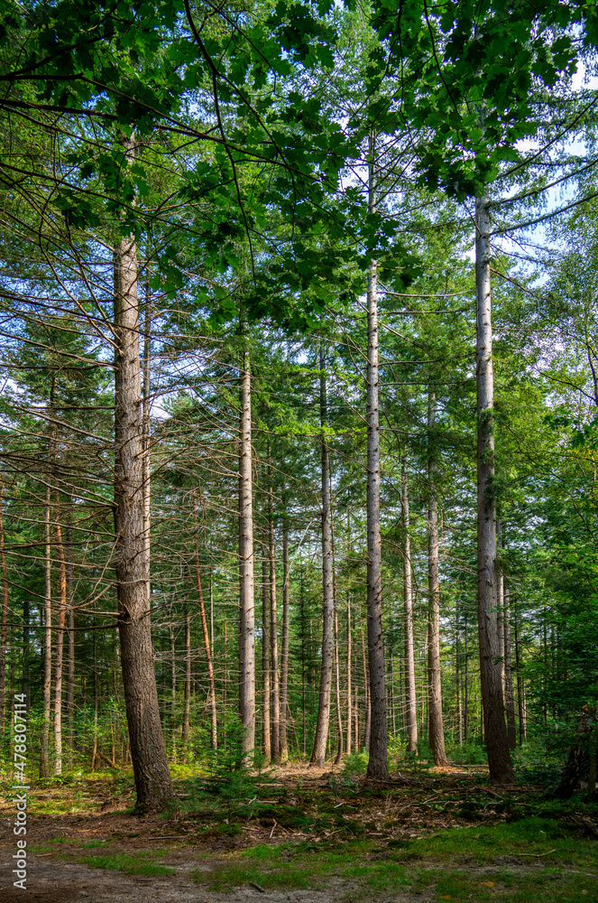 Pine forest in the Netherlands (Pinus sylvestris)
Pine forest in the Netherlands (Pinus sylvestris)