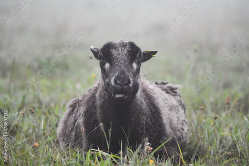 Czarna owca photo