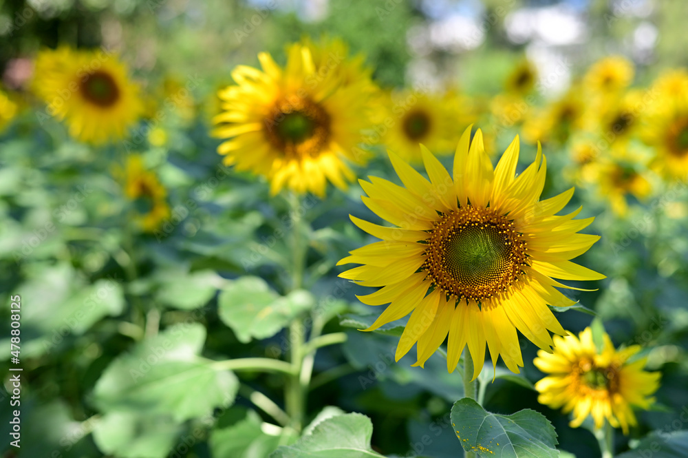 Fresh Sunflower blooming in the morning sun shine with nature background in the garden, Thailand.