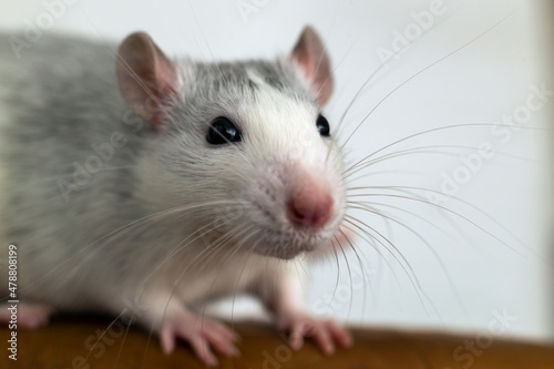 Closeup of funny white domestic rat with long whiskers.