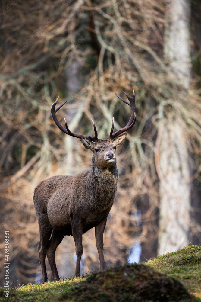 Red deer stag walking amongst the pine trees in the Cairngorms of Scotland