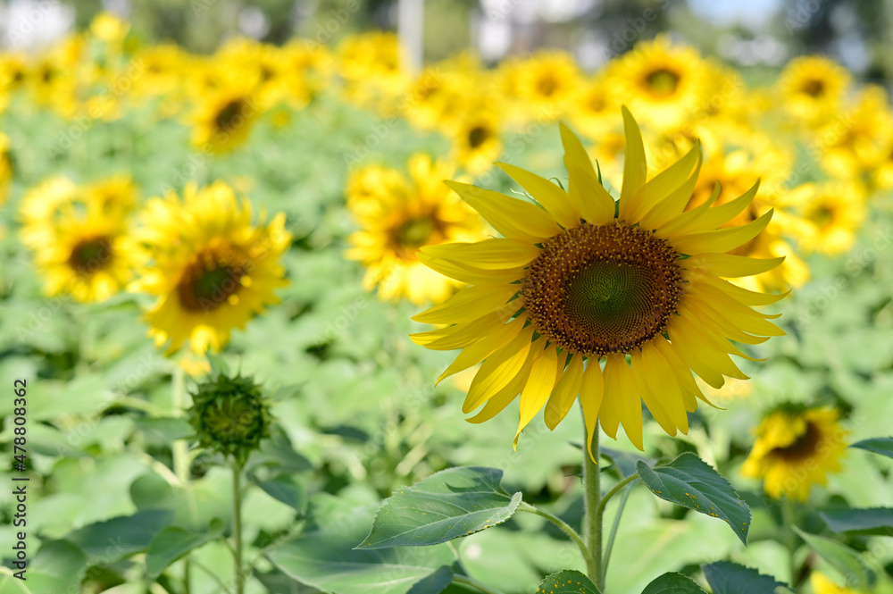 Obraz premium Fresh Sunflower blooming in the morning sun shine with nature background in the garden, Thailand.