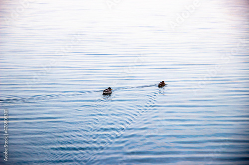 Ducks in the lake