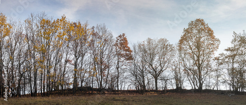 Trees on horizon