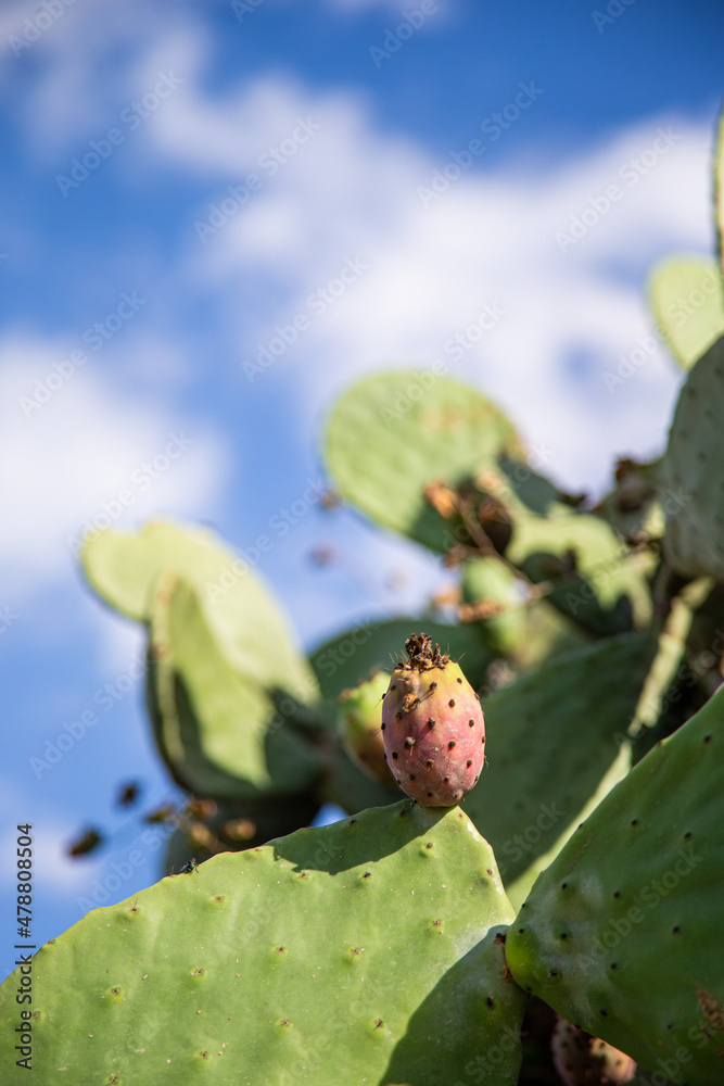 Prickly pears are a natural treat in Malta Prickly pears are a natural treat in Malta