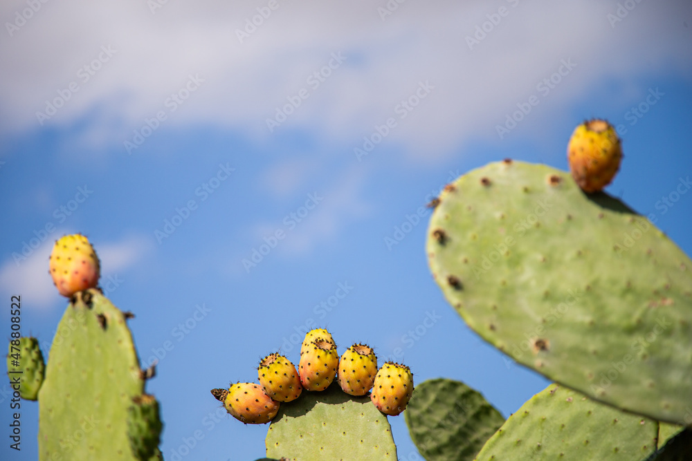 Prickly pears are a natural treat in Malta Prickly pears are a natural treat in Malta