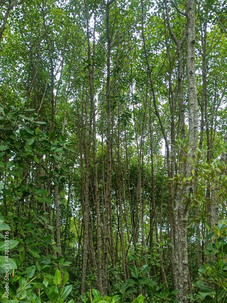 trees in the forest