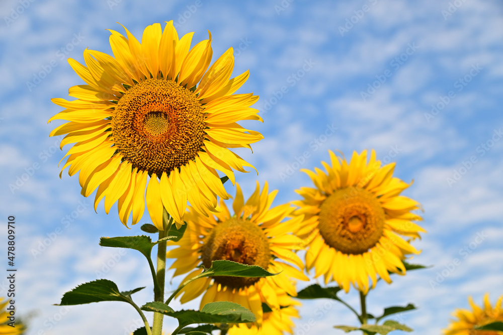 Fresh Sunflower blooming in the morning sun shine with nature background in the garden, Thailand. Fresh Sunflower blooming in the morning sun shine with nature background in the garden, Thailand.