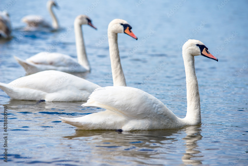 Swans swim in the lake
