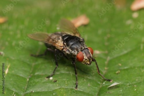 Housefly on a leaf in detail © Tomas