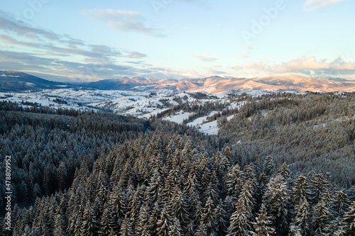 Winter landscape with spruse trees of snow covered forest in cold mountains