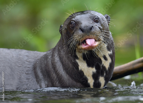 Giant otter with tongue out. Giant River Otter, Pteronura brasiliensis. Natural habitat. Brazil photo