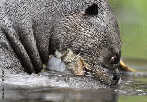 Giant otter in the water scratching the skin relieves itching. Giant River Otter, Pteronura brasiliensis. Natural habitat. Brazil photo