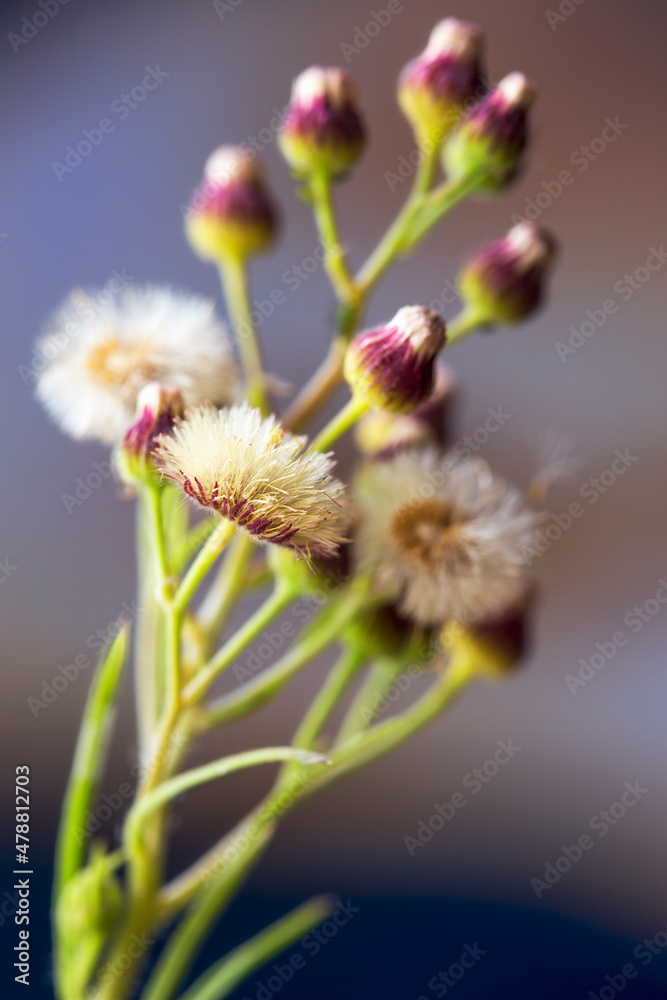 Macro photography of a wild asteraceae seed head, captured in a field near the colonial town of Villa de Leyva in central Colombia. Macro photography of a wild asteraceae seed head, captured in a field near the colonial town of Villa de Leyva in central Colombia.