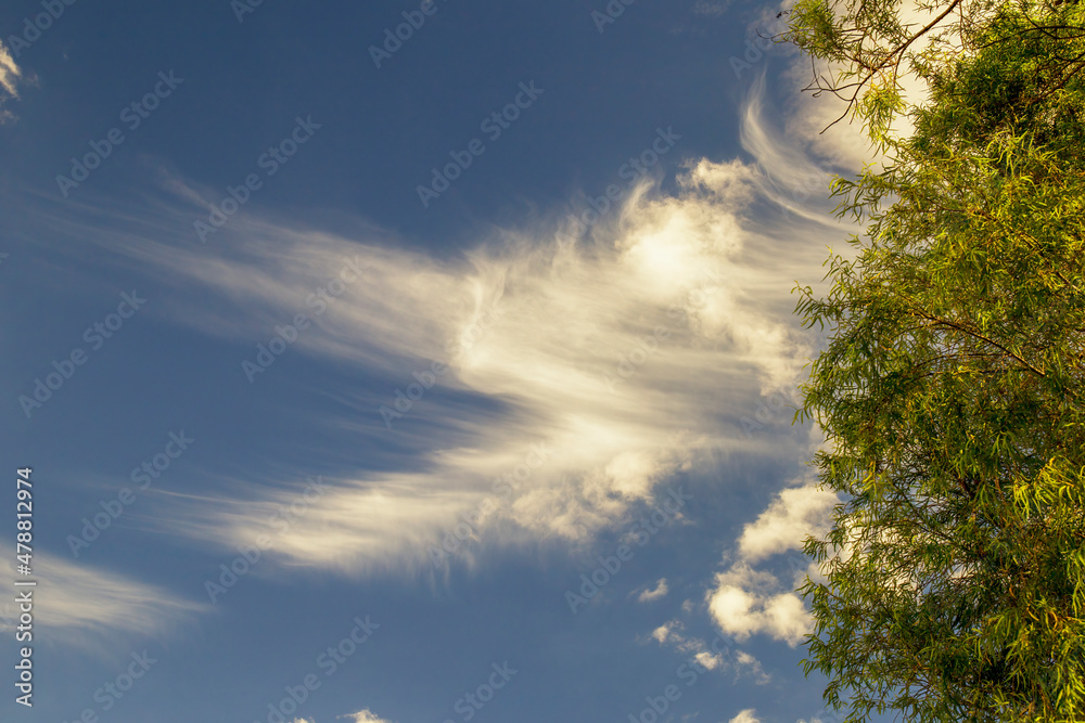 Cirrus clouds behind a willow tree in the colonial town of Villa de Leyva in the eastern Andes range of central Colombia. Cirrus clouds behind a willow tree in the colonial town of Villa de Leyva in the eastern Andes range of central Colombia.