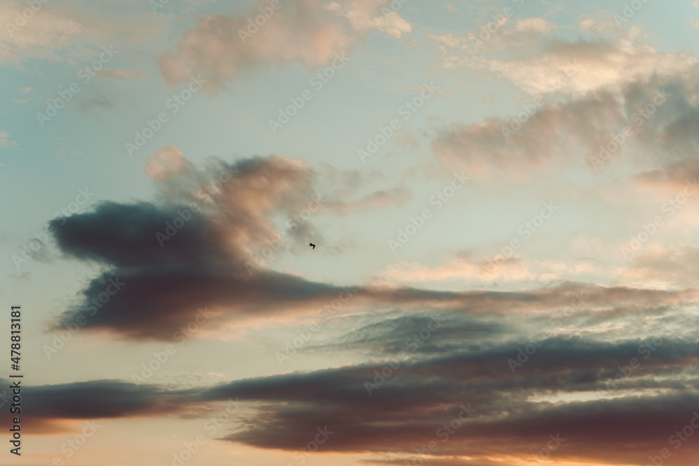 Blue Sky At Sunset With Pink and Orange Clouds And Bird Flying