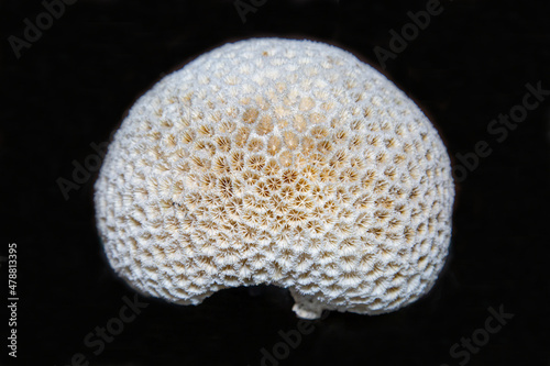 Brain coral (light. Diploria labyrinthiformis) rounded white with beautiful holes on a black background. Marine animals mollusks corals ecology. photo