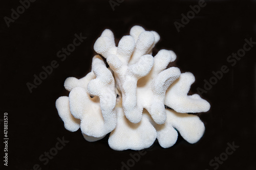 Fotografia White Sango coral with beautiful branches on a black background