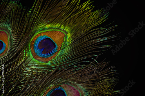 Fényképezés Beautiful bright peacock feathers on black background