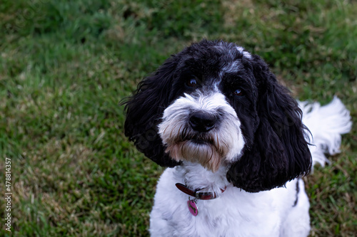 Portrait of a black and white cockapoo or spoodle in the garden