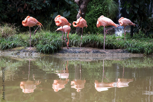 Six American flamingos sunbating at the edge of a pond in a park in the city of Cali in the soutwest mountains of Colombia.