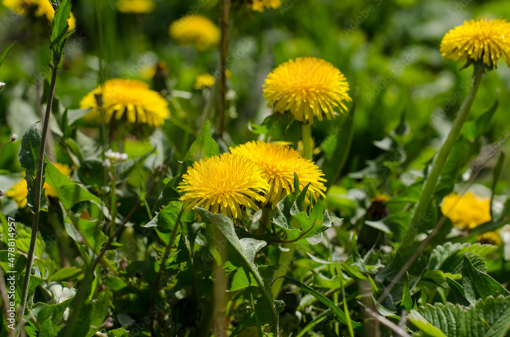 Gorgeous yellow dandelion flowers (Taraxacum) on a vegetable garden in April sunny day, close-up, selective focus