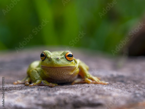 Macro photography of a green dotted tree frog resting on a rock, near the colonial town of Villa de Leyva in central Colombia.