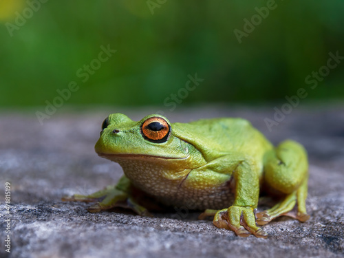 Macro photography of a green dotted tree frog resting on a rock, near the colonial town of Villa de Leyva in central Colombia.