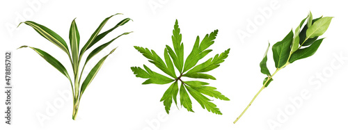 Set of green decorative leaves isolated