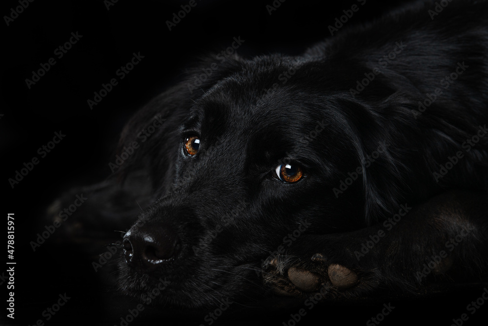Black dog on black background